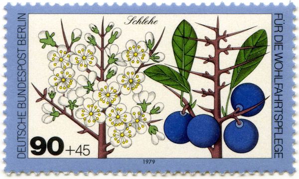 Blackthorn (Prunus spinosa)