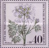 Orlaya grandiflora