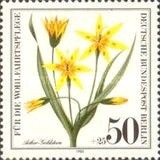 Hairy star of Bethlehem - Gagea villosa syn. Gagea arvesis