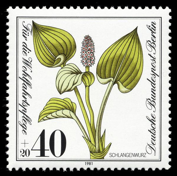 Common Bistort (Calla palustris)