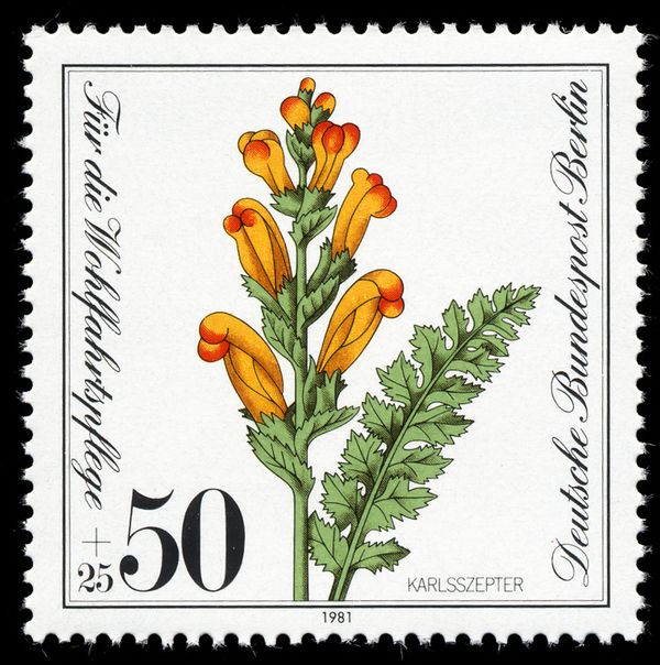 Moor-king (Pedicularis sceptrum-carolinum)