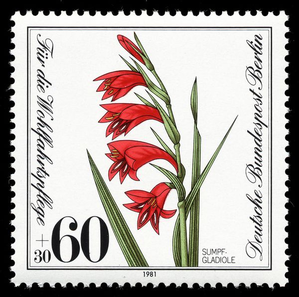 Marsh Gladiolus (Gladiolus palustris)