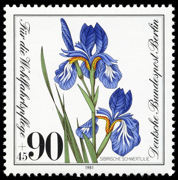 Siberian Iris