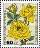 Hybrid tea rose