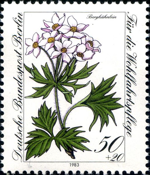 Anemone narcissiflora