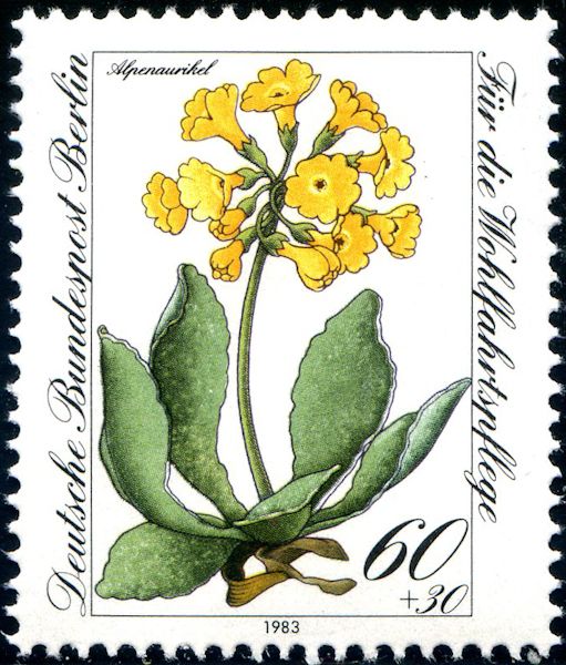 Primula auricula