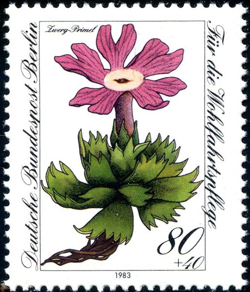 Dwarf-primrose