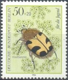 Bee Beetle (Trichius fasciatus), Parsnip (Pastinaca sativa)