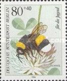 Buff-tailed Bumblebee (Bombus terrestris), White Clover (Tri