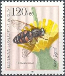 European Hoverfly (Eristalis tenax), Common Sowthistle (Sonc