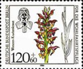 Anacamptis coriophora (syn.Orchis coriophora)
