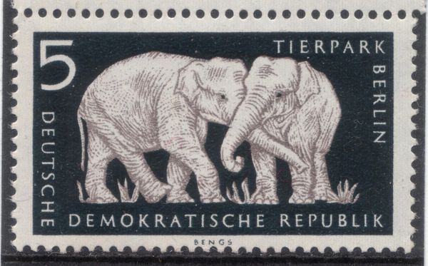 Asian Elephant (Elephas maximus)