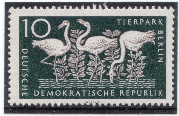 Greater Flamingo (Phoenicopterus ruber roseus) 