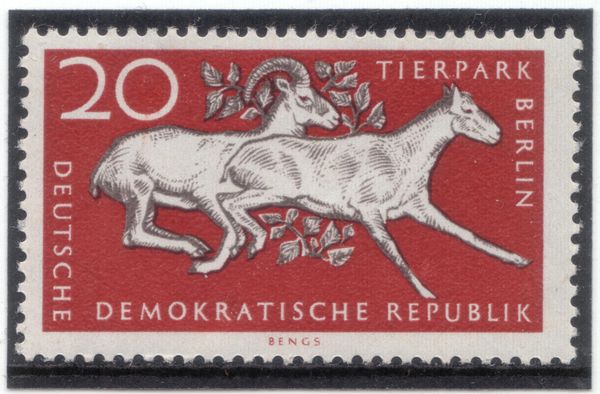 Urial (Ovis ammon vignei)