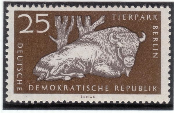 European Bison (Bos bonasus)