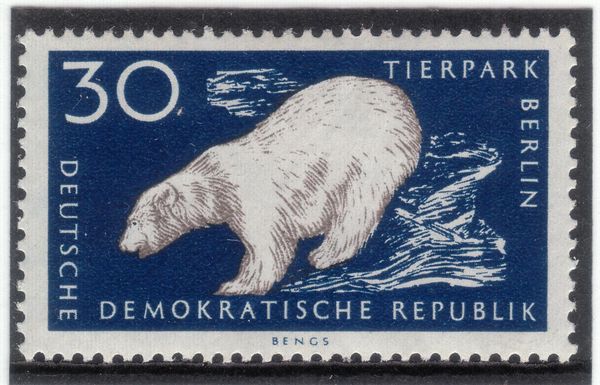 Polar Bear (Ursus maritimus)