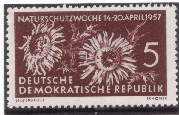 Silver Thistle (Carlina Acaulis)