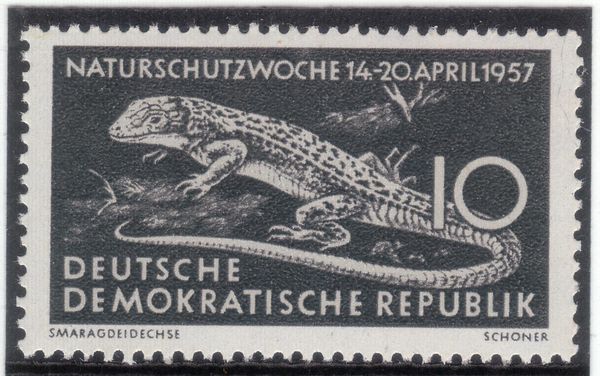 European Green Lizard (Lacerta viridis)