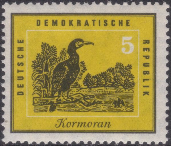 Great Cormorant (Phalacrocorax carbo)