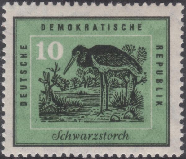 Black Stork (Ciconia nigra)