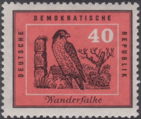Peregrine Falcon (Falco peregrinus)