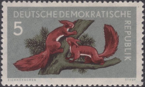 Eurasian Red Squirrel (Sciurus vulgaris)