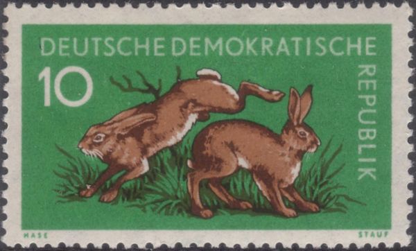 European Hare (Lepus europaeus)