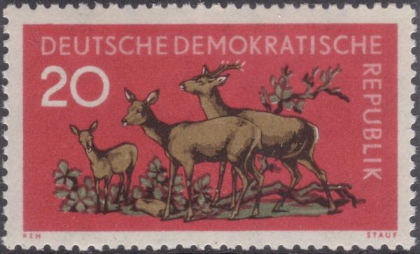 Western Roe Deer (Capreolus capreolus)