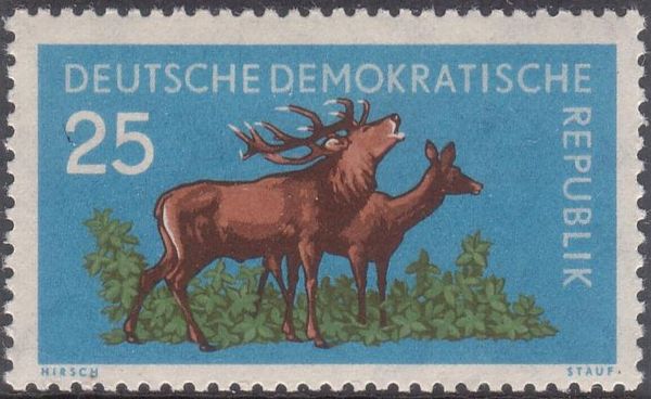 Red Deer (Cervus elaphus)
