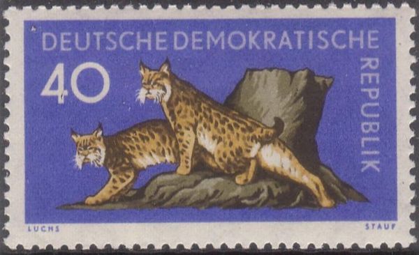 Eurasian Lynx (Lynx lynx)