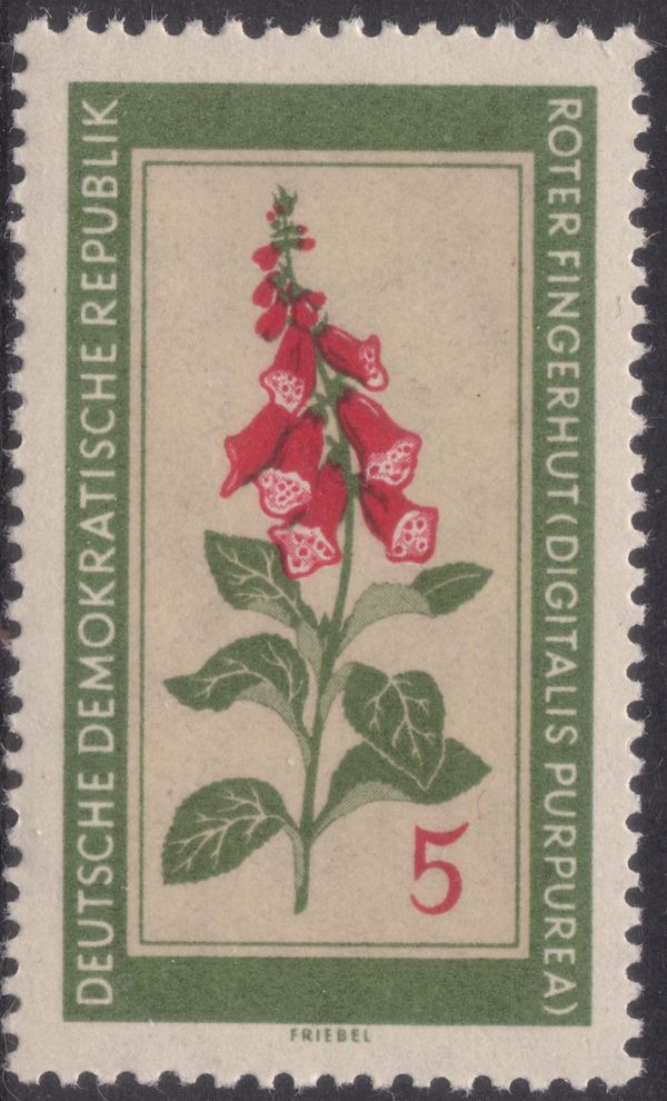 Purple Foxglove (Digitalis purpurea)