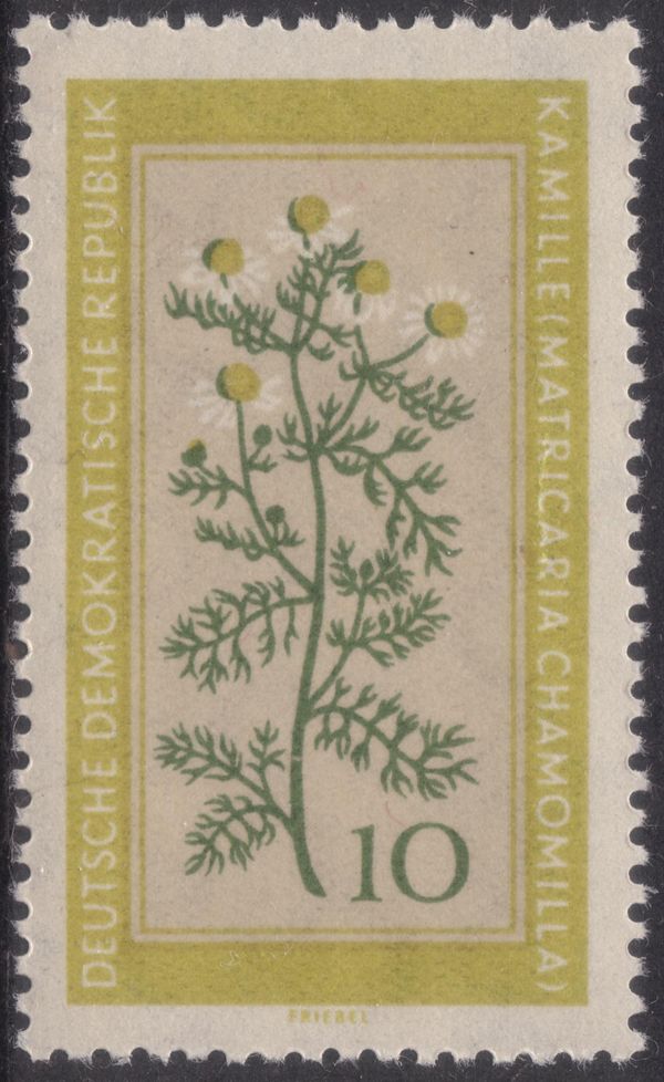 Chamomile (Matricaria chamomilla)