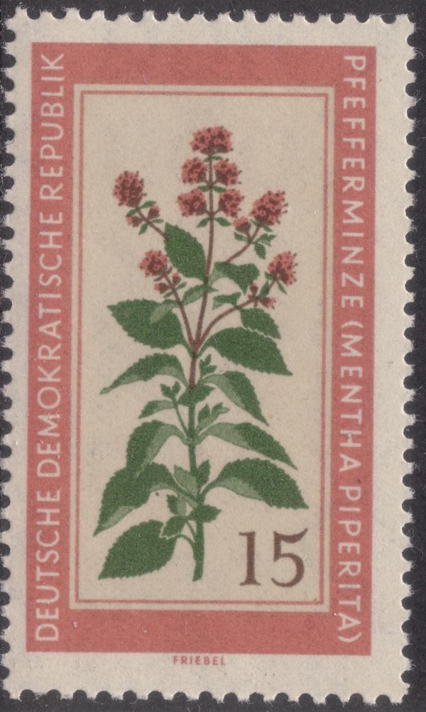 Peppermint (Mentha piperita)