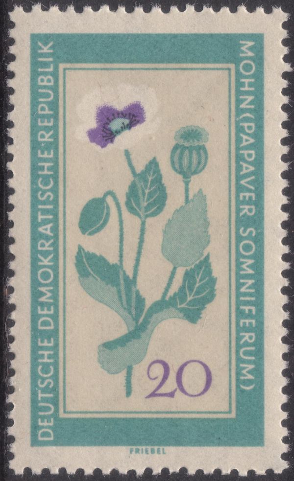Opium Poppy (Papaver somniferum)
