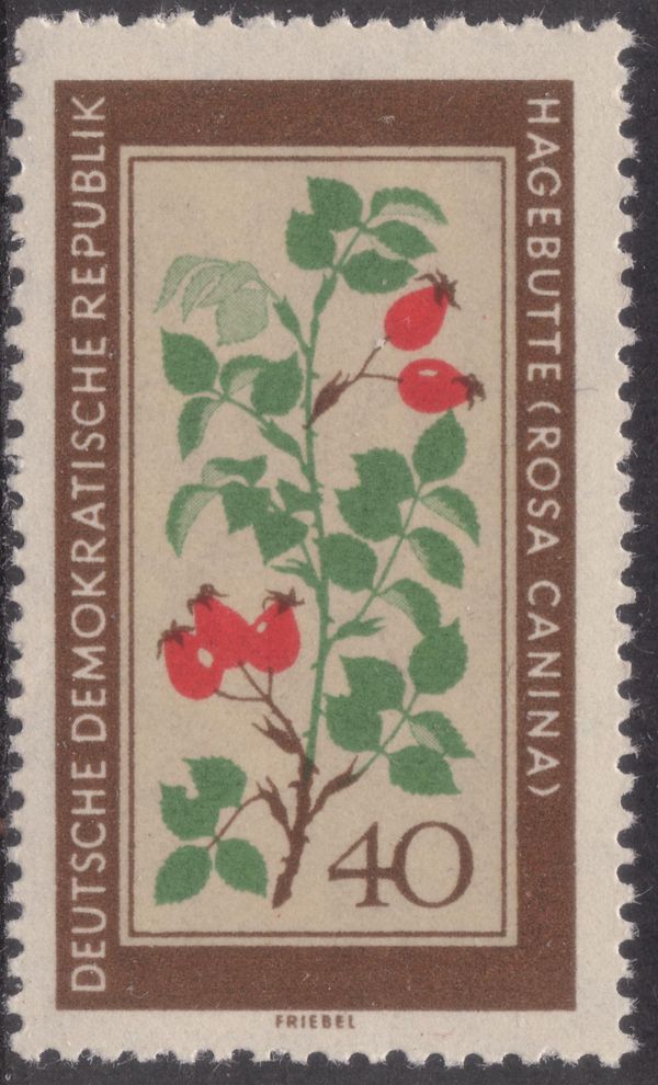 Wild Rose (Rosa canina)