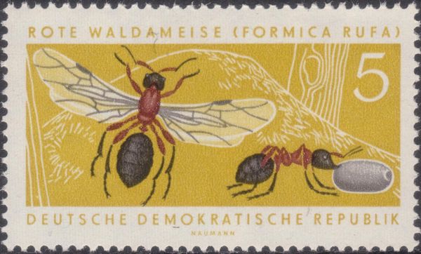 Red Wood Ant (Formica rufa)