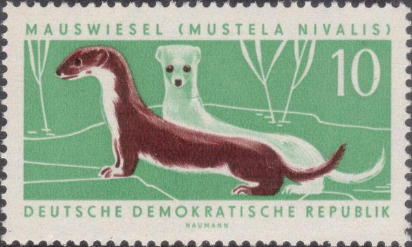 Least Weasel (Mustela nivalis)