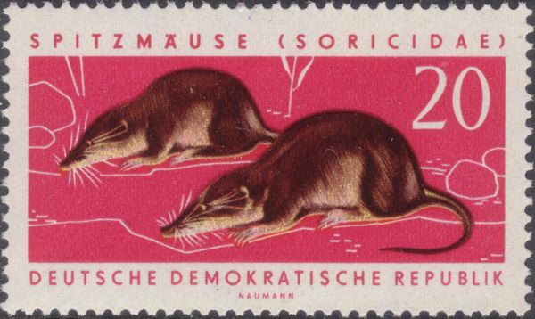 Common Shrew (Sorex araneus)