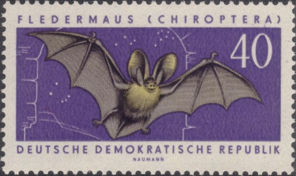 Brown Long-eared Bat (Plecotus auritus)
