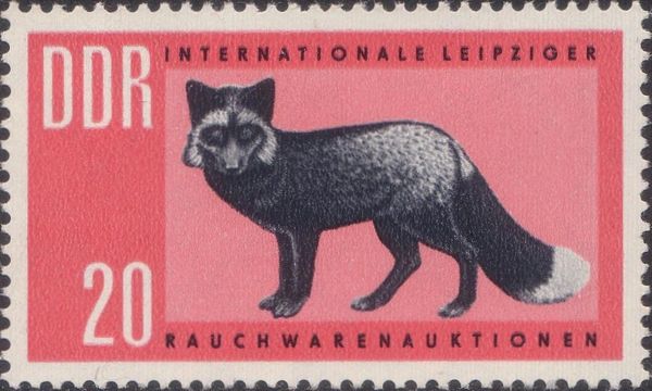 Silver Fox (Vulpes vulpes argentatus)