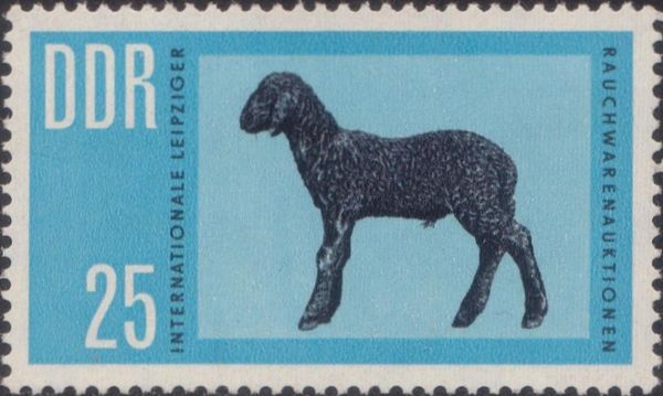 Karakul Sheep (Ovis ammon aries)