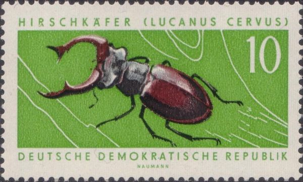 Stag Beetle (Lucanus cervus)
