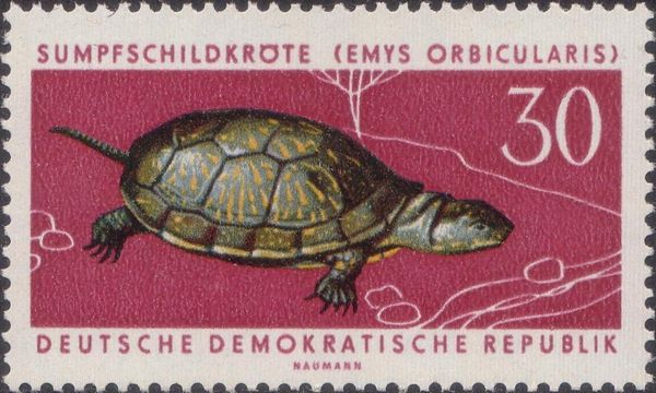 European Pond Turtle (Emys orbicularis)