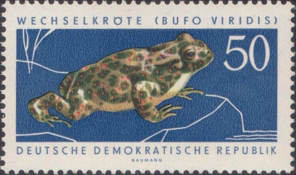 European Green Toad (Bufo viridis)