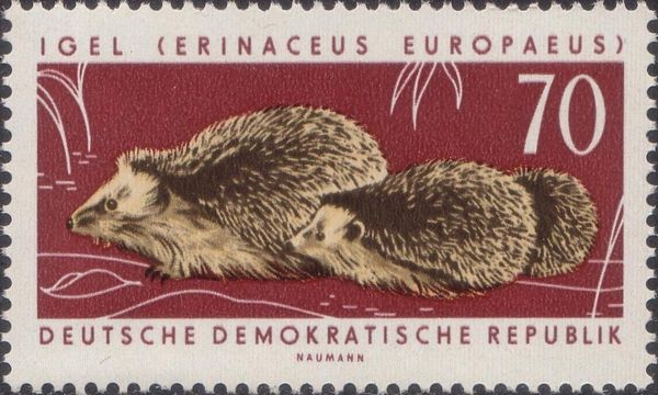 West European Hedgehog (Erinaceus europaeus)