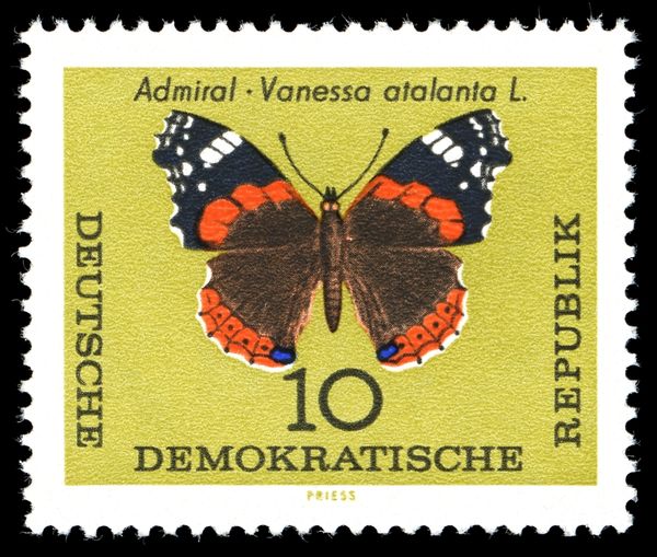 Red Admiral (Vanessa atalanta)