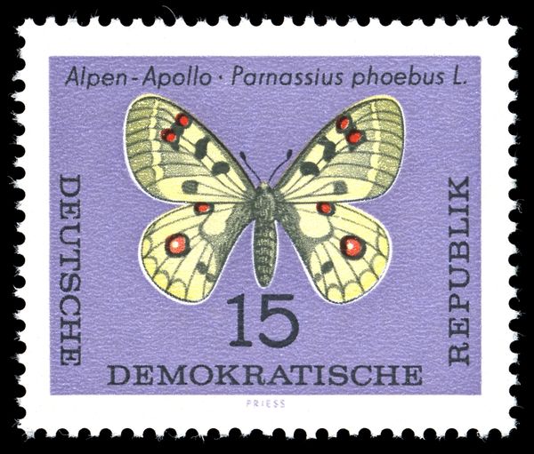 Small Apollo (Parnassius phoebus) 