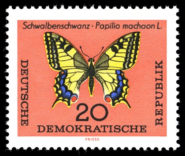 Swallowtail (Papilio machaon)