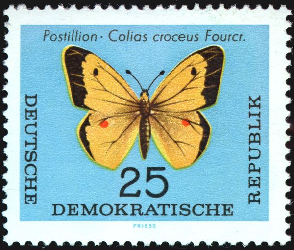 Clouded Yellow (Colias croceus)