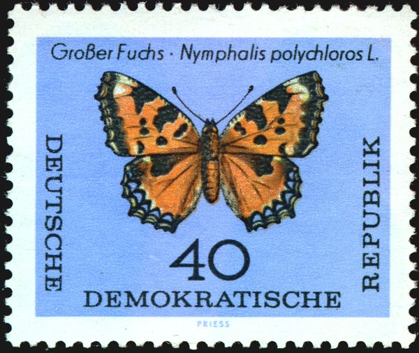 Large Tortoisesshell (Nymphalis polychloros)